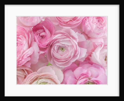 Bunch of Ranunculus by Assaf Frank